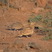 Chestnut-bellied Sandgrouse